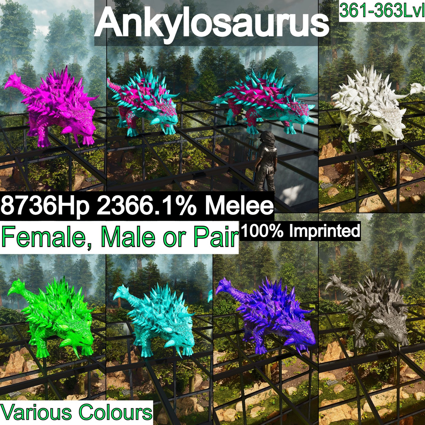 Ankylosaurus / Ankylo Top Stats Solid