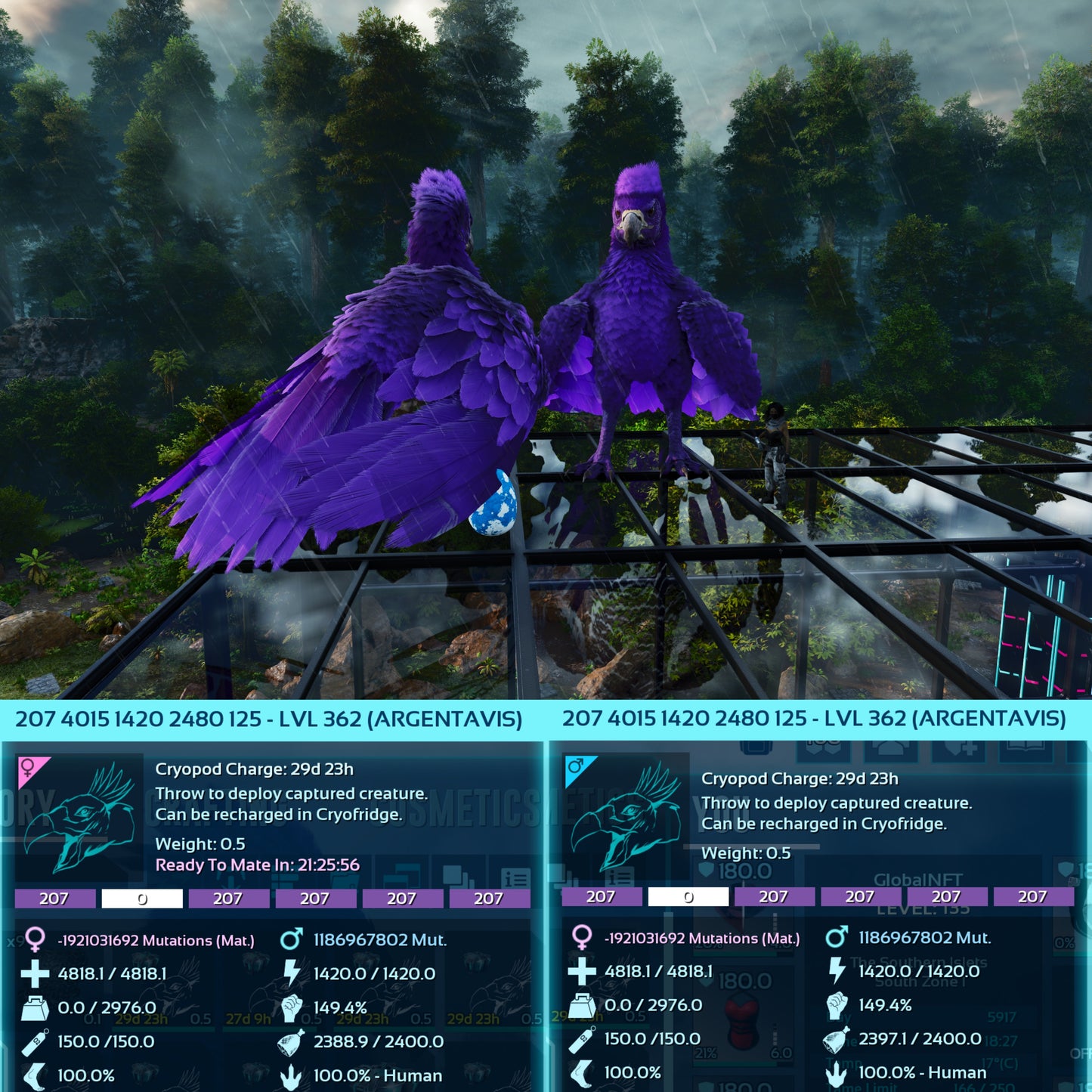 Argentavis / Argy Max Level 362