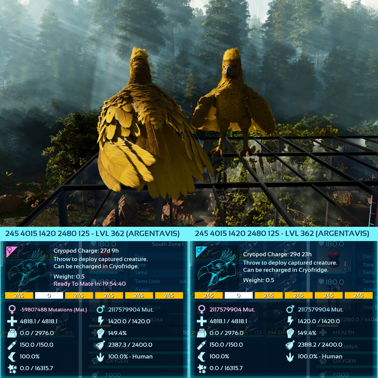 Argentavis / Argy Max Level 362