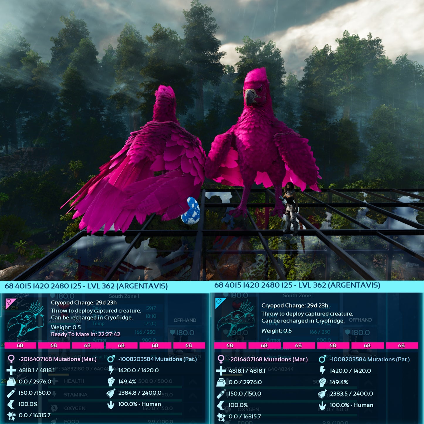 Argentavis / Argy Max Level 362