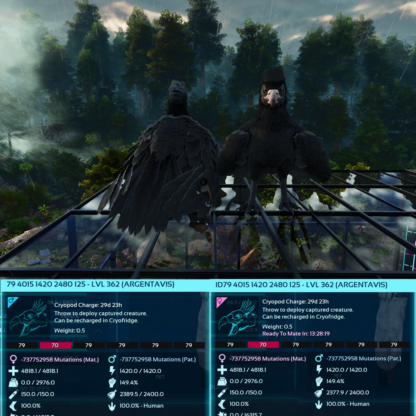 Argentavis / Argy Max Level 362