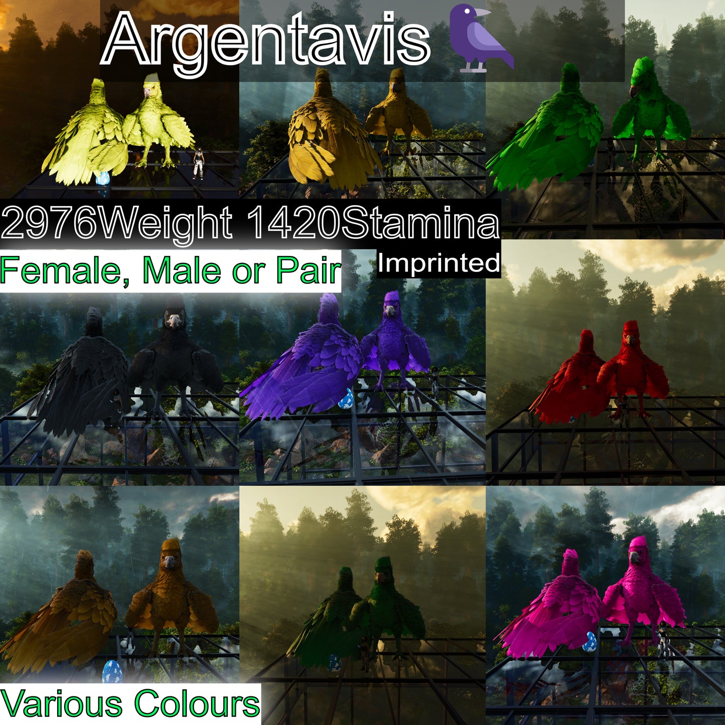 Argentavis / Argy Max Level 362