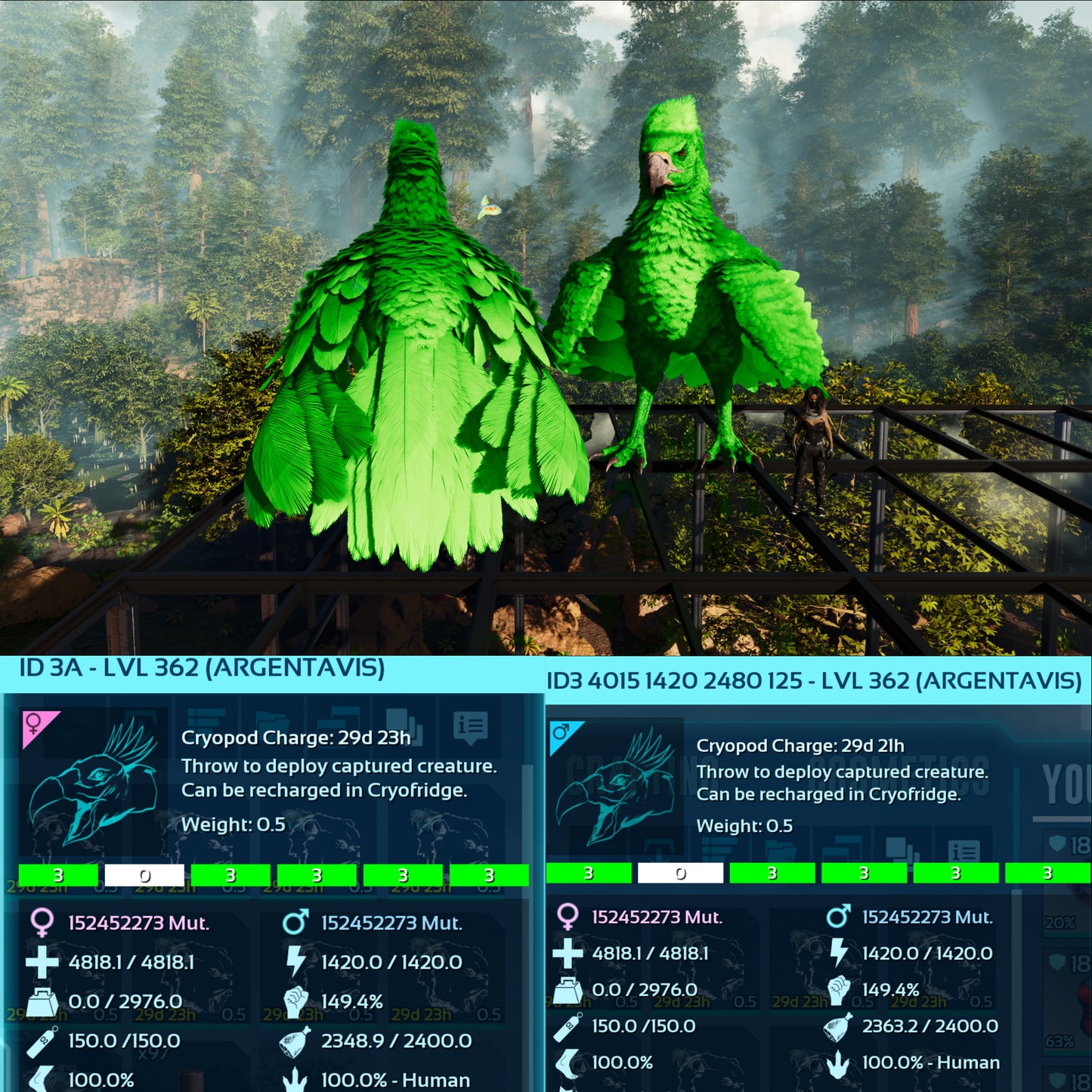 Argentavis / Argy Max Level 362