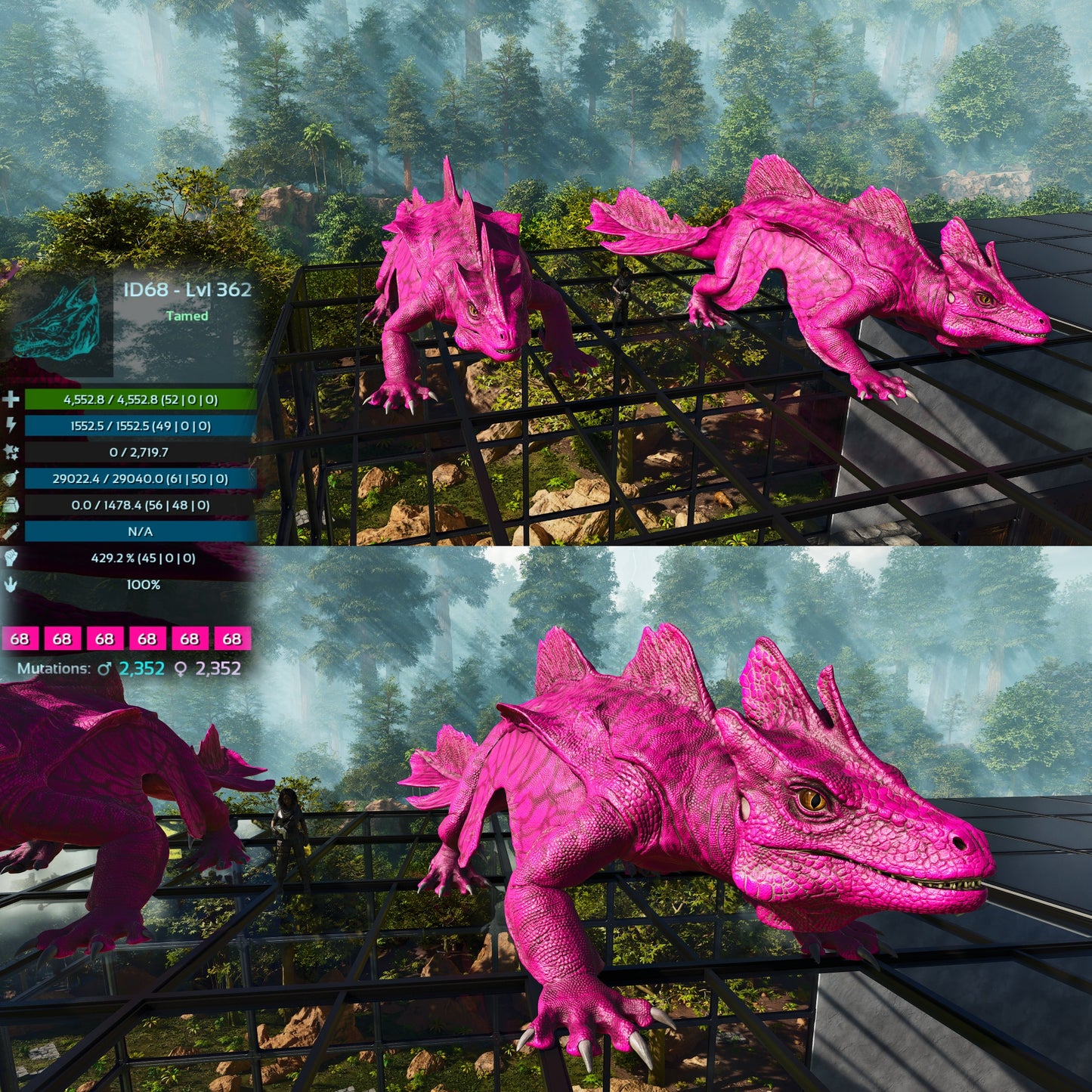 Maeguana Max Level 362 🍼