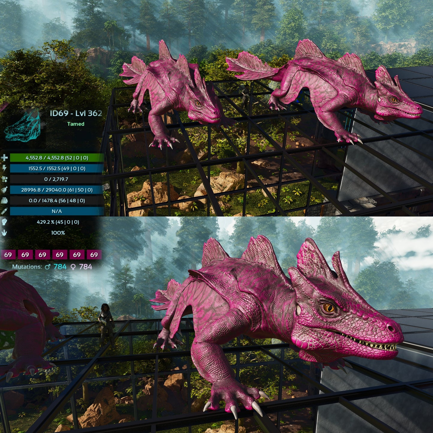Maeguana Max Level 362 🍼