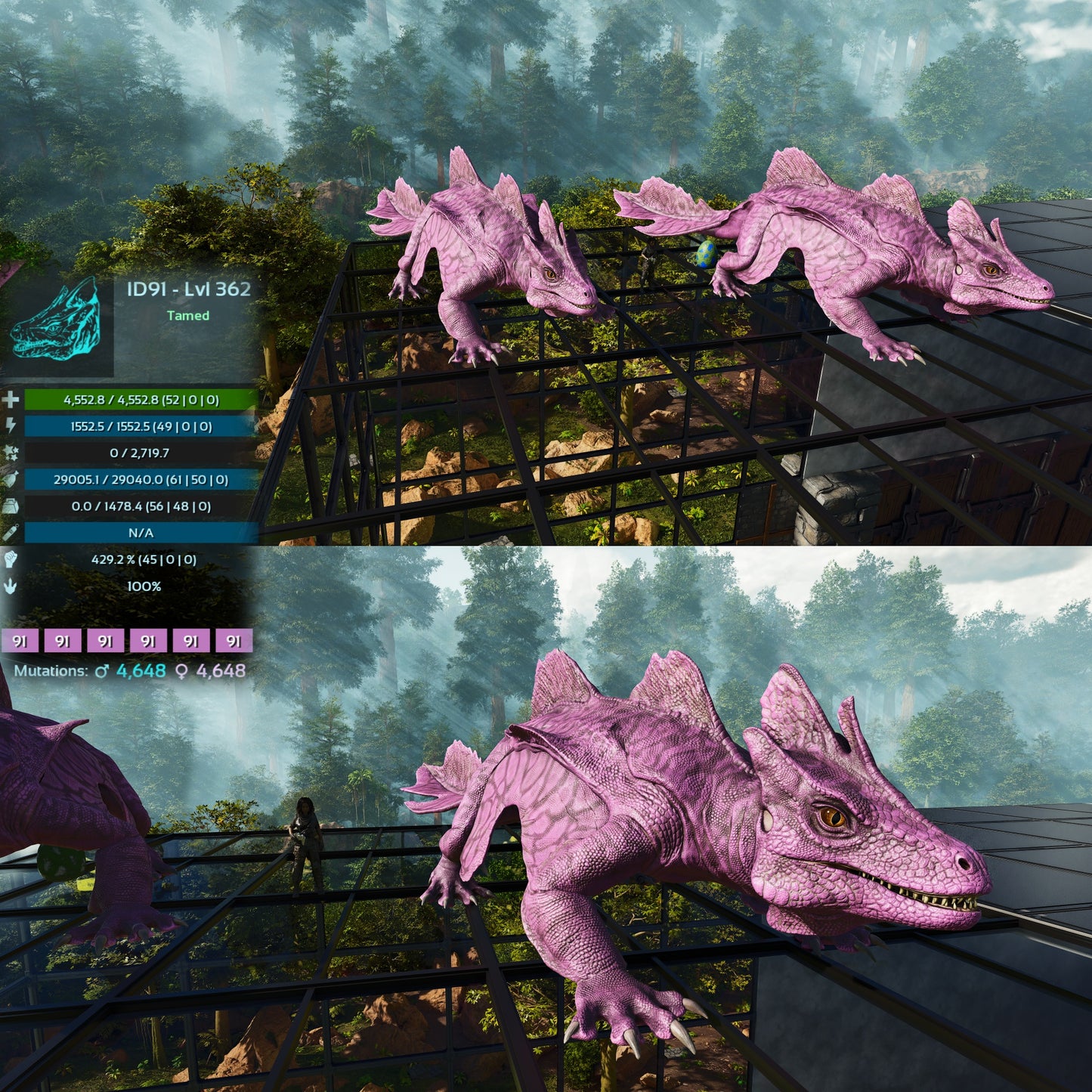 Maeguana Max Level 362 🍼