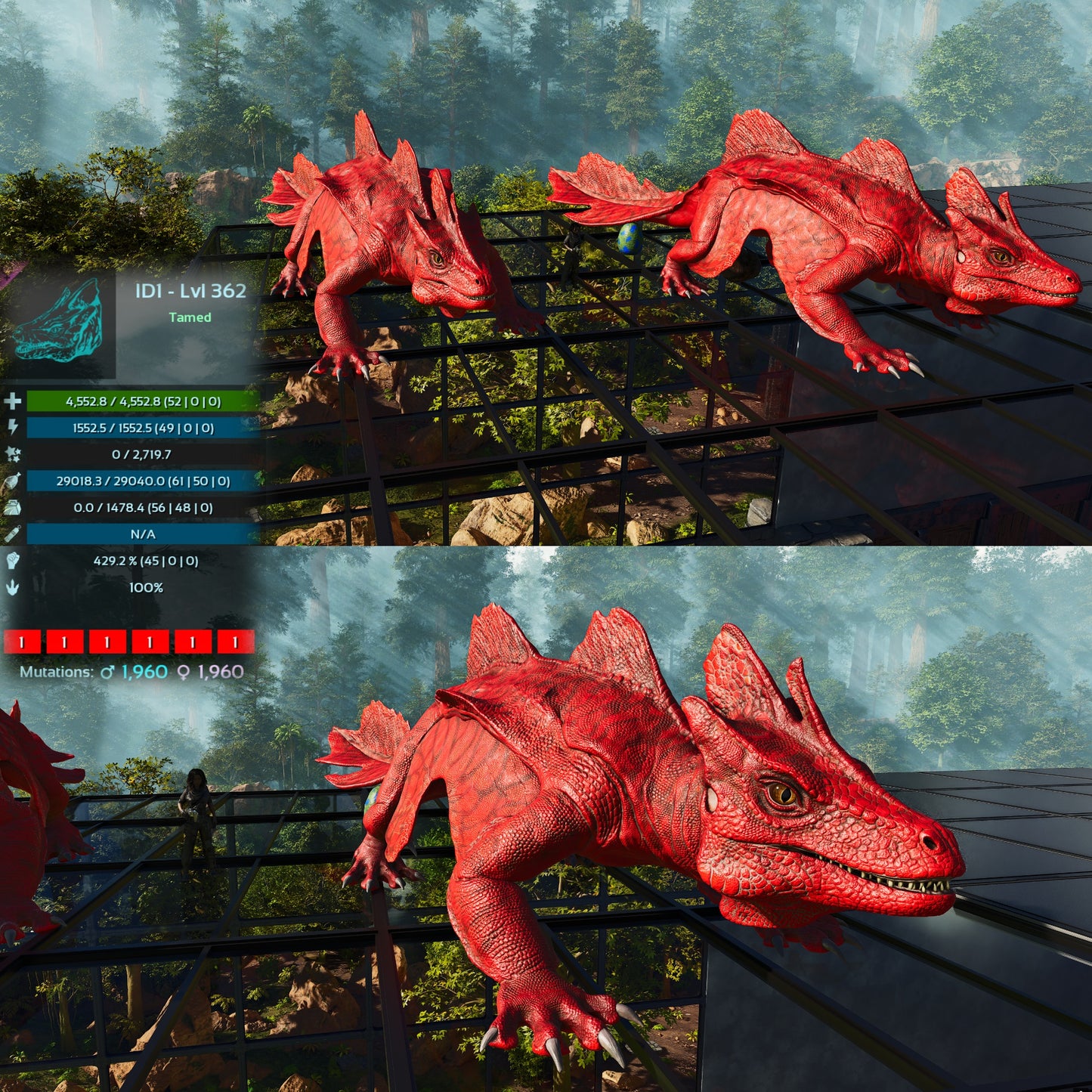 Maeguana Max Level 362 🍼