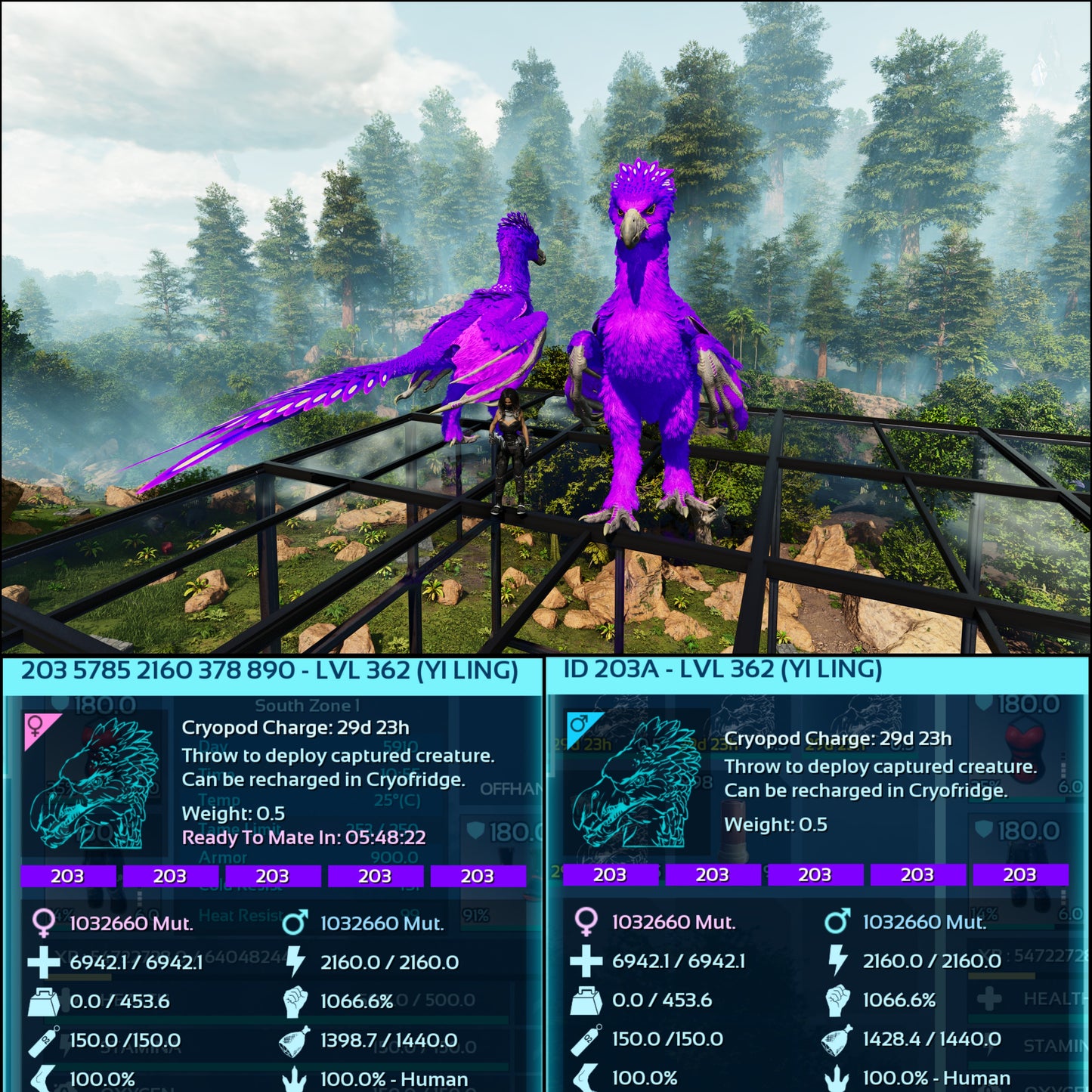 🏷️ Yi Ling - Max Level 362 🏷️
