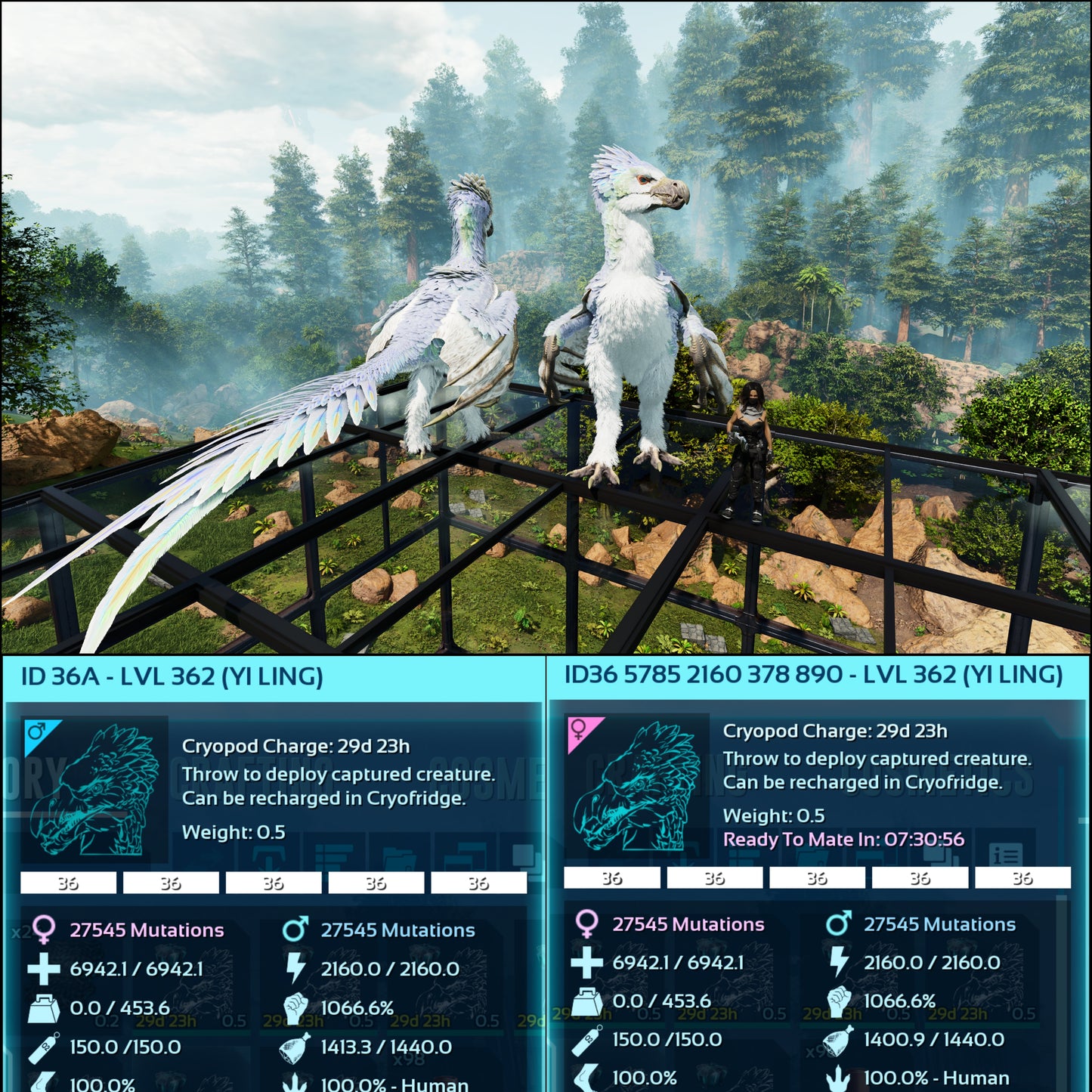 🏷️ Yi Ling - Max Level 362 🏷️