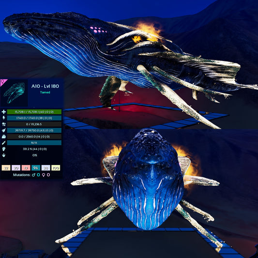 Astrocetus High lvls