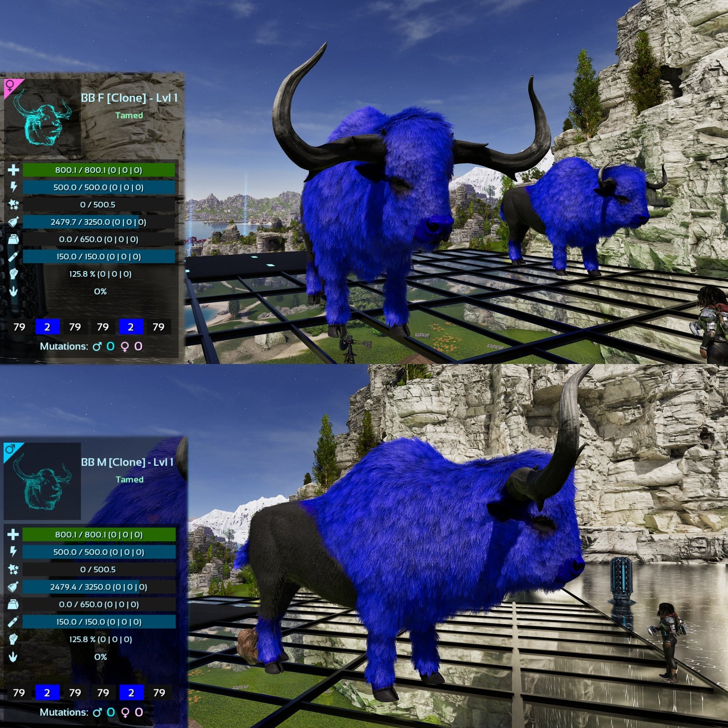 Bison Lvl 1 Best mixed Colours