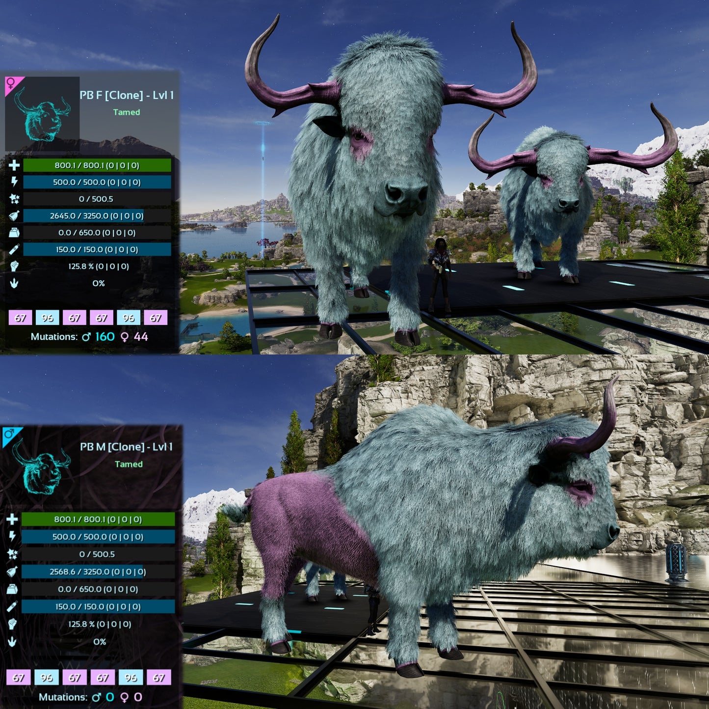 Bison Lvl 1 Best mixed Colours