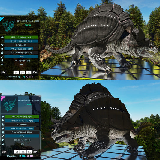 Grand Tortugar Lvl 362