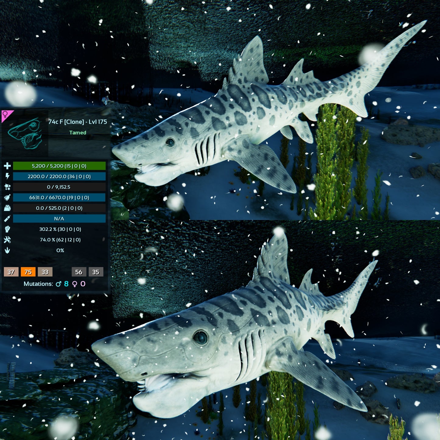 Helicoprion Clone