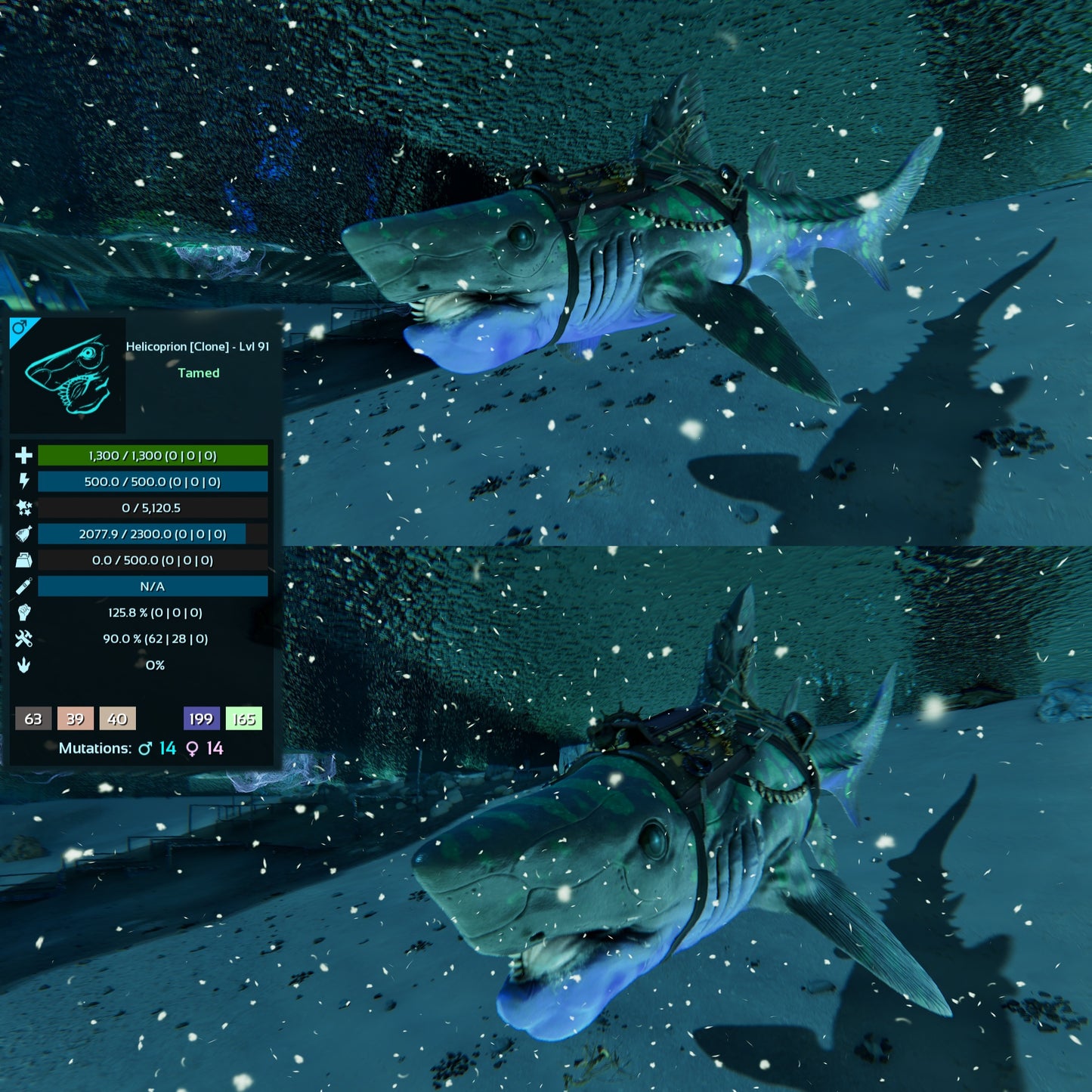 Helicoprion Clone
