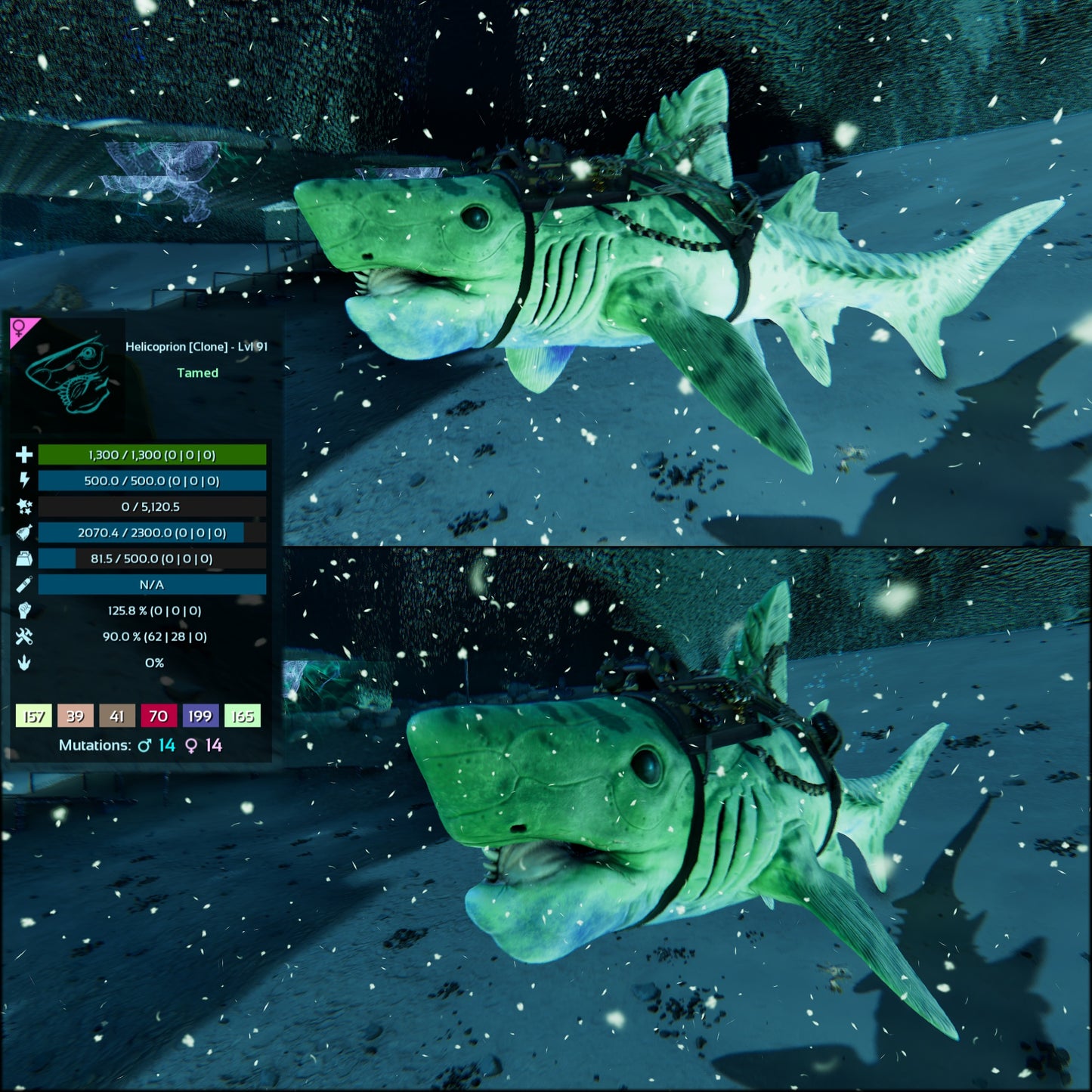Helicoprion Clone