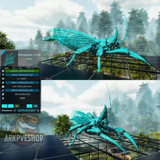 Buy Rhyniognatha / Rhynio Various Colours and Stats