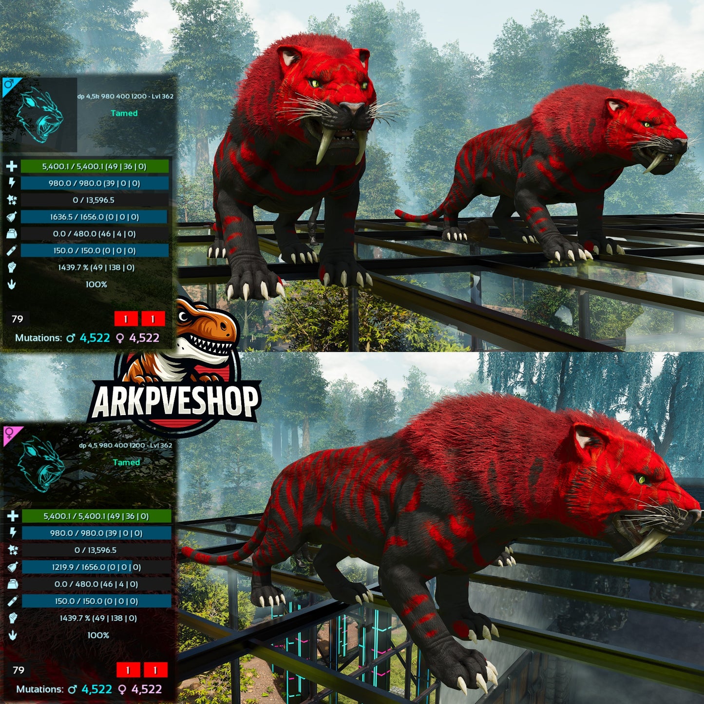 Sabertooth Mixed Colours