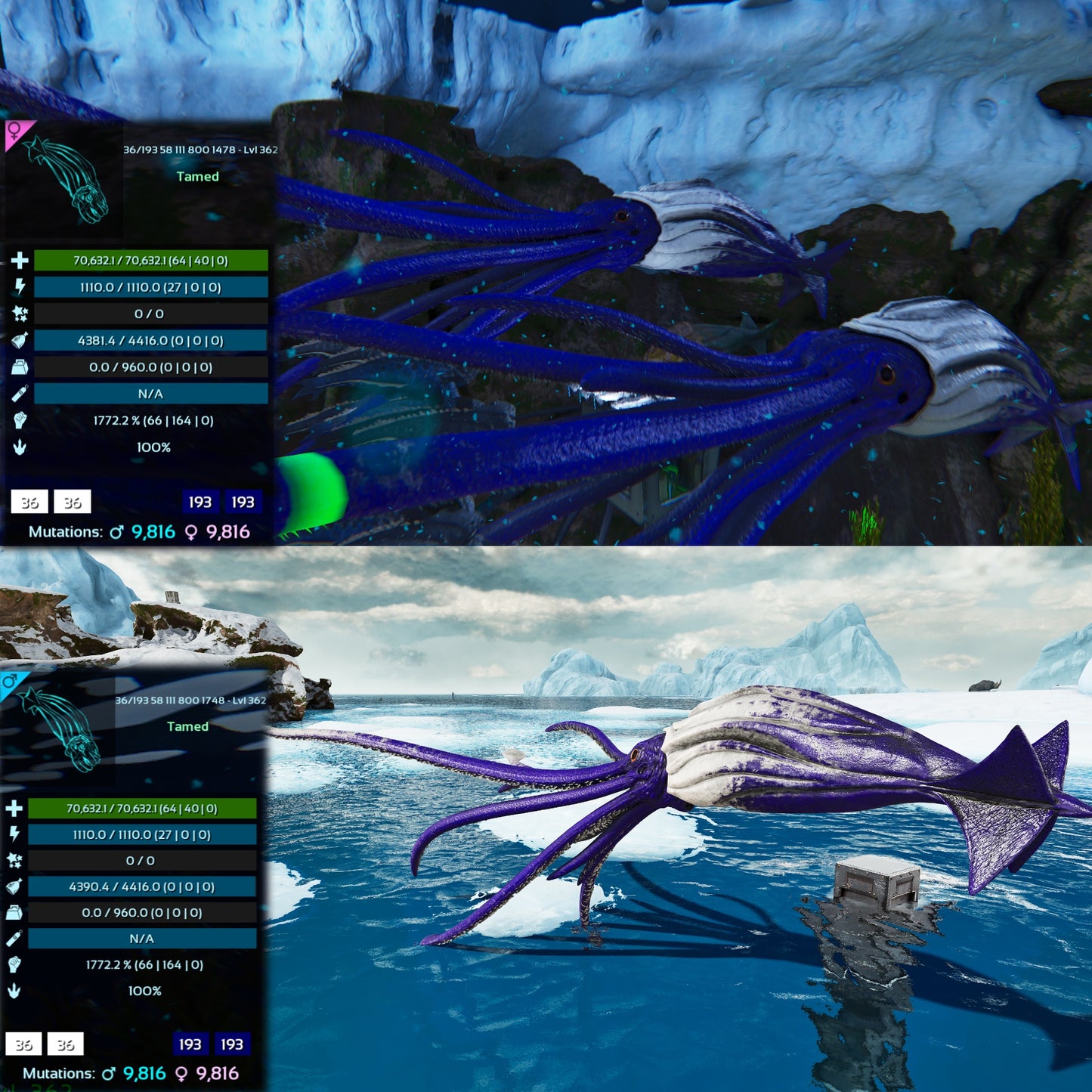 Tusoteuthis 1772%Melee Imprinted