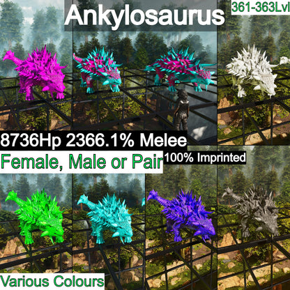 Ankylosaurus / Ankylo Top Stats Solid