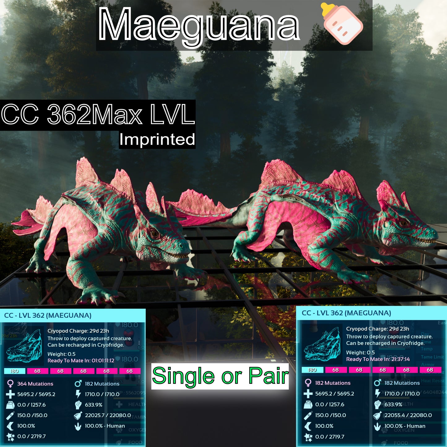 Maeguana Max Level 362