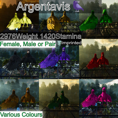 Argentavis / Argy Max Level 362
