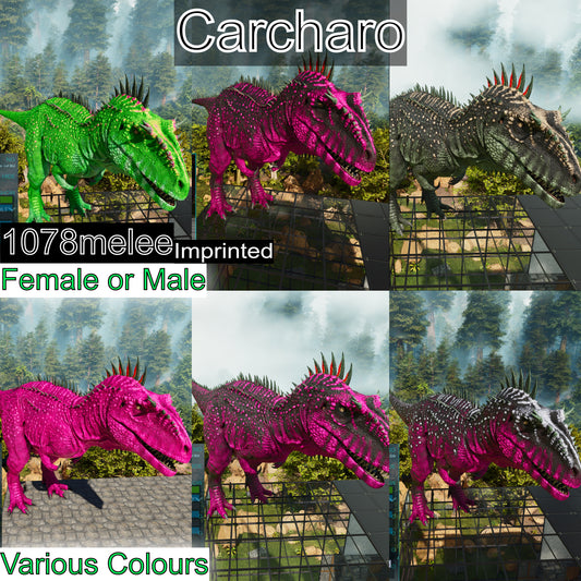 Carcharodontosaurus / Carcharo 1078dmg imprint