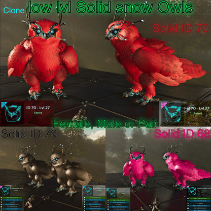 🏷️ Snow Owl -  Solid /  Clone  / Low Level 🏷️
