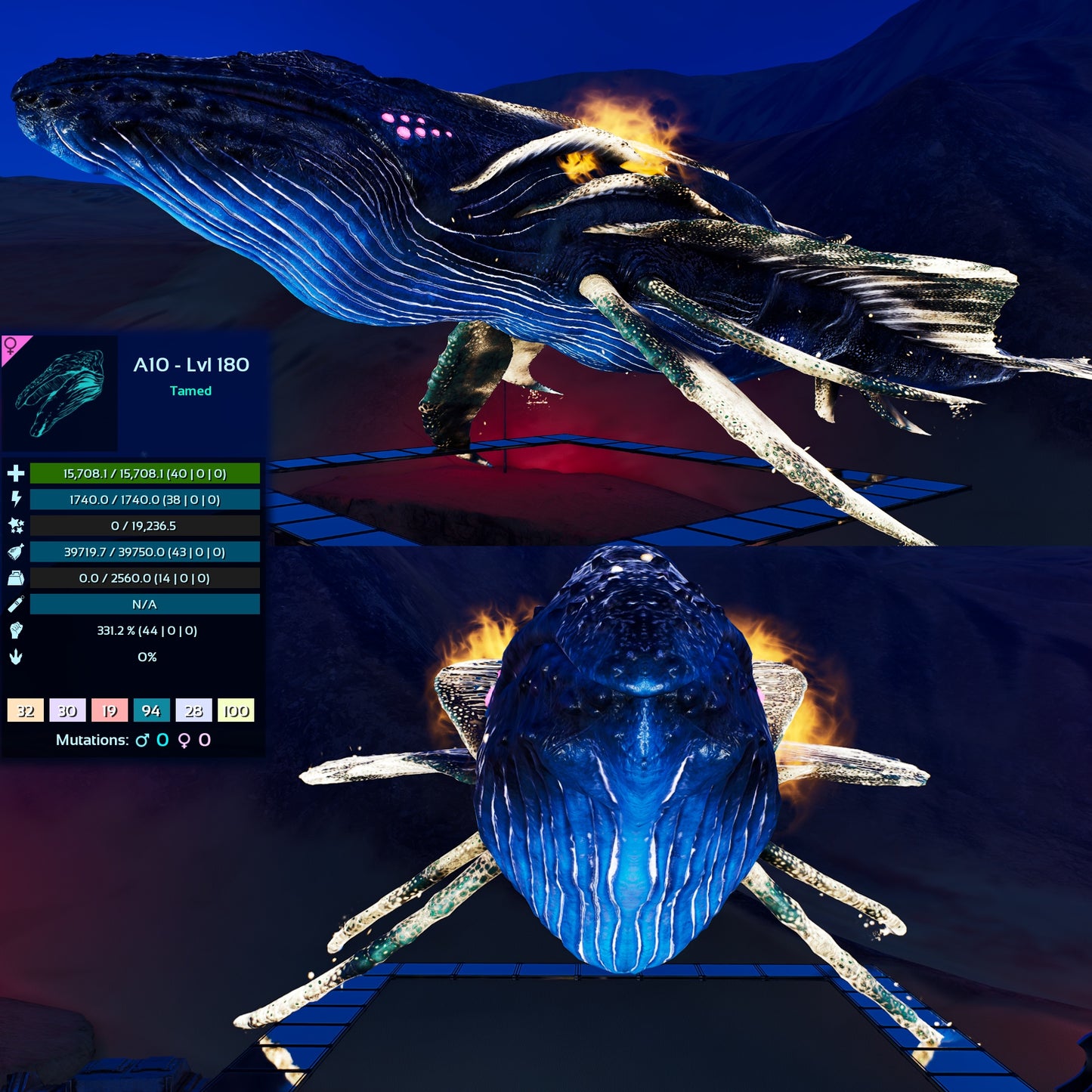 Astrocetus High lvls
