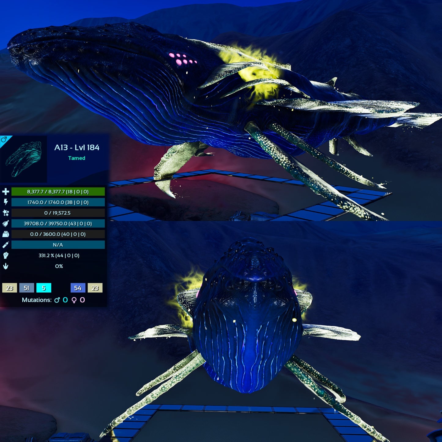 Astrocetus High lvls