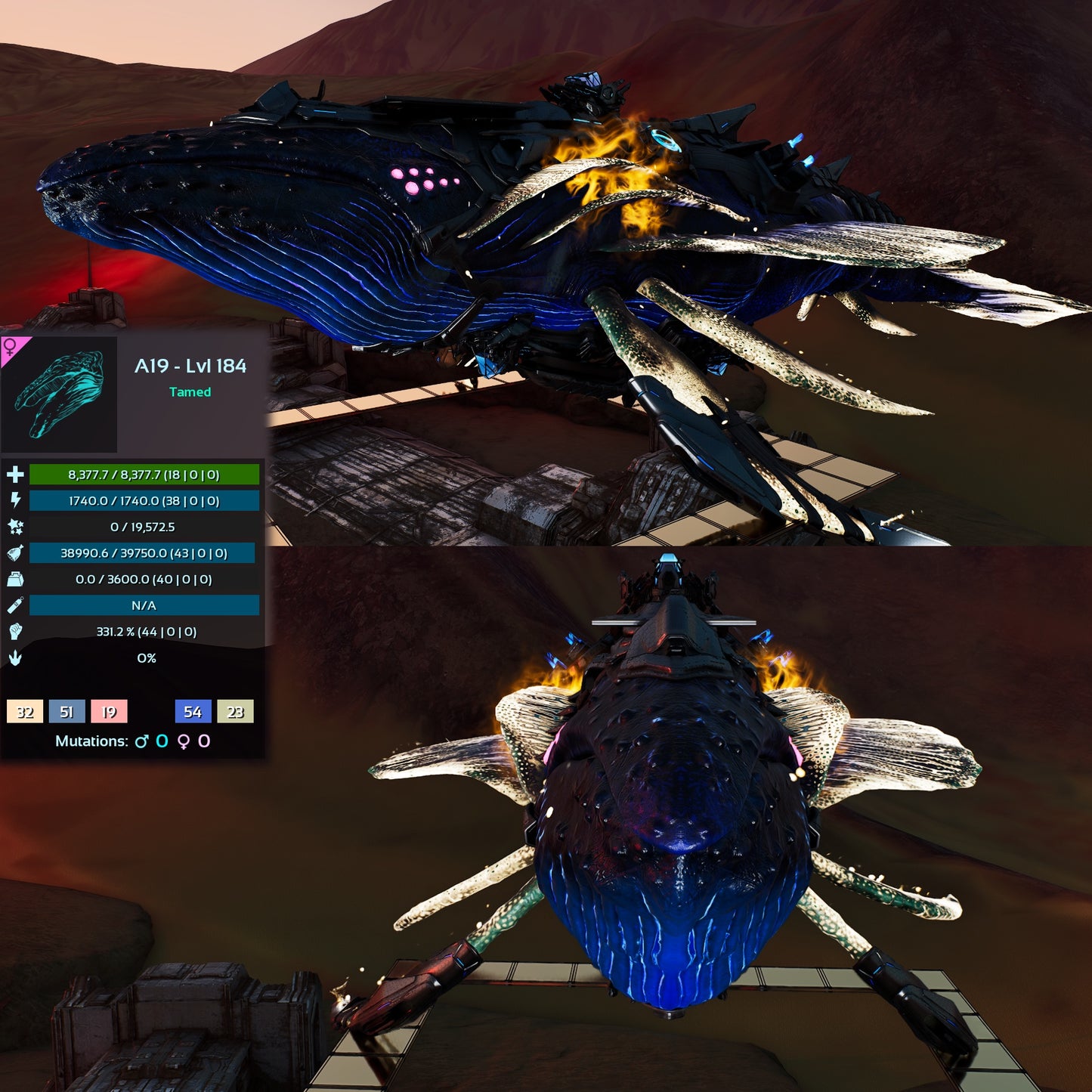 Astrocetus High lvls