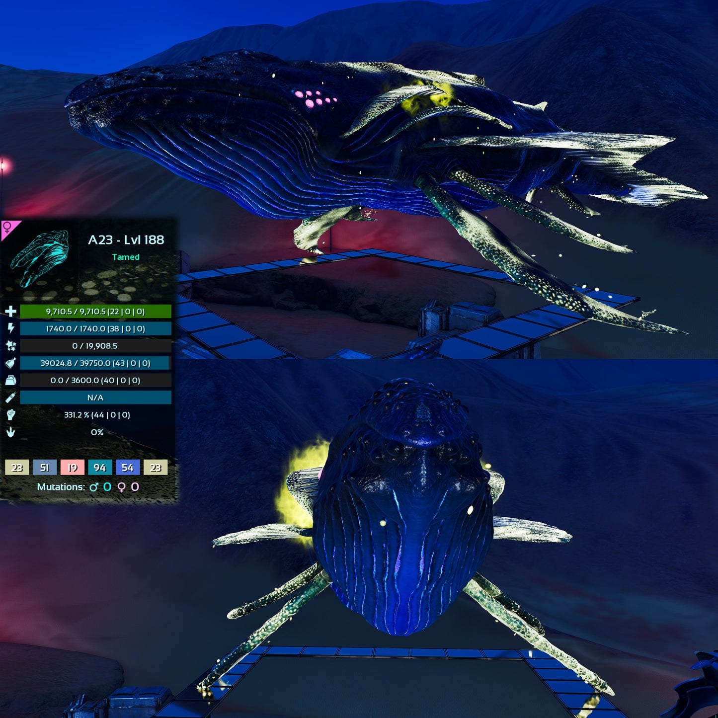 Astrocetus High lvls