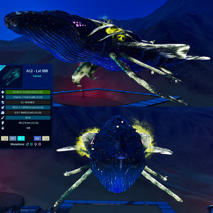 Astrocetus High lvls