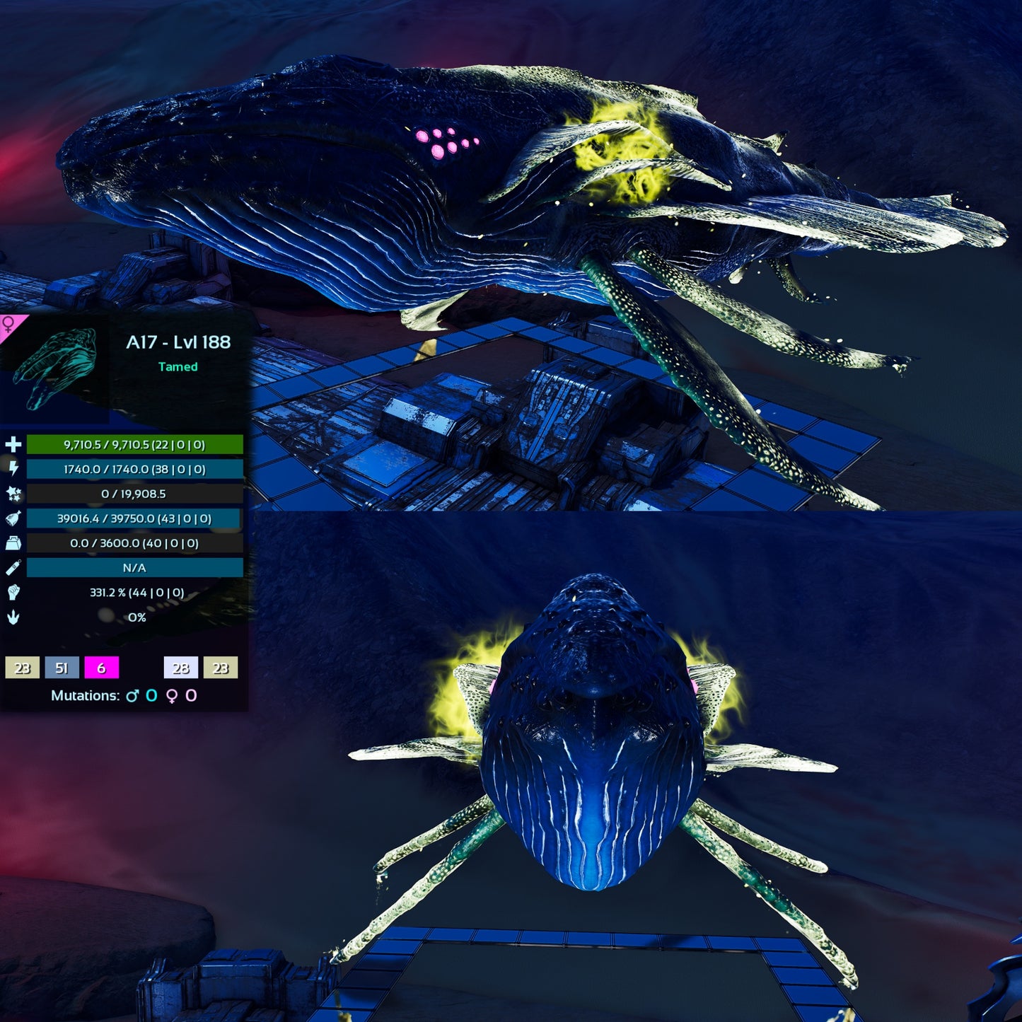 Astrocetus High lvls