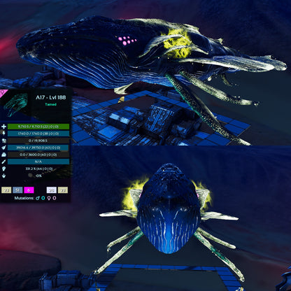 Astrocetus High lvls