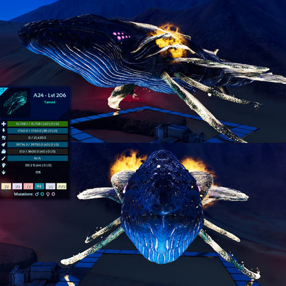 Astrocetus High lvls
