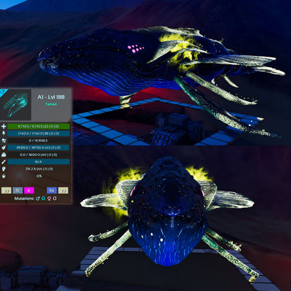 Astrocetus High lvls