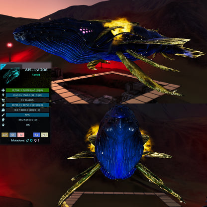 Astrocetus High lvls