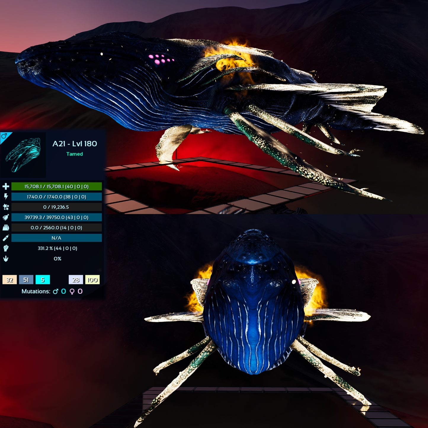 Astrocetus High lvls