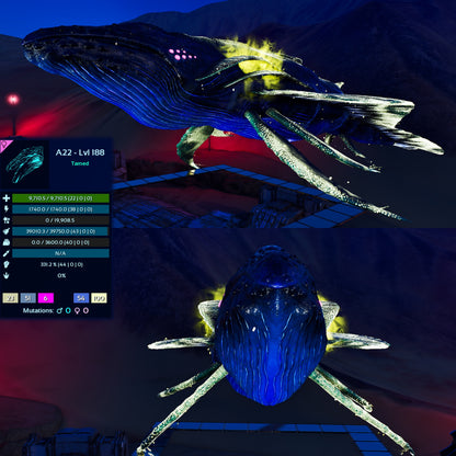 Astrocetus High lvls