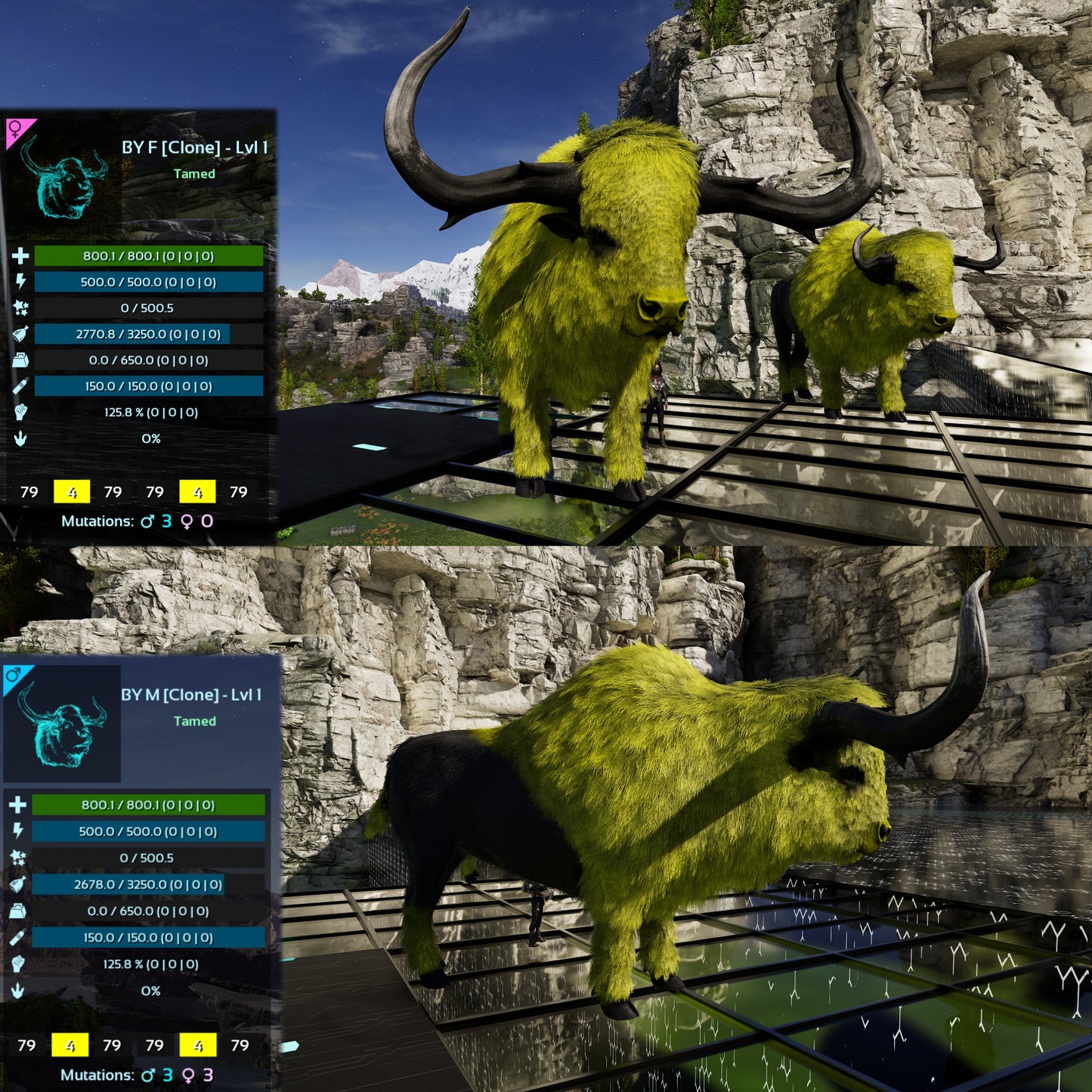 Bison Lvl 1 Best mixed Colours