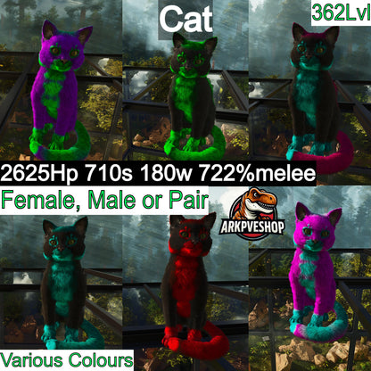 Cat / Cats Event Colours Top Stats 362Lvl