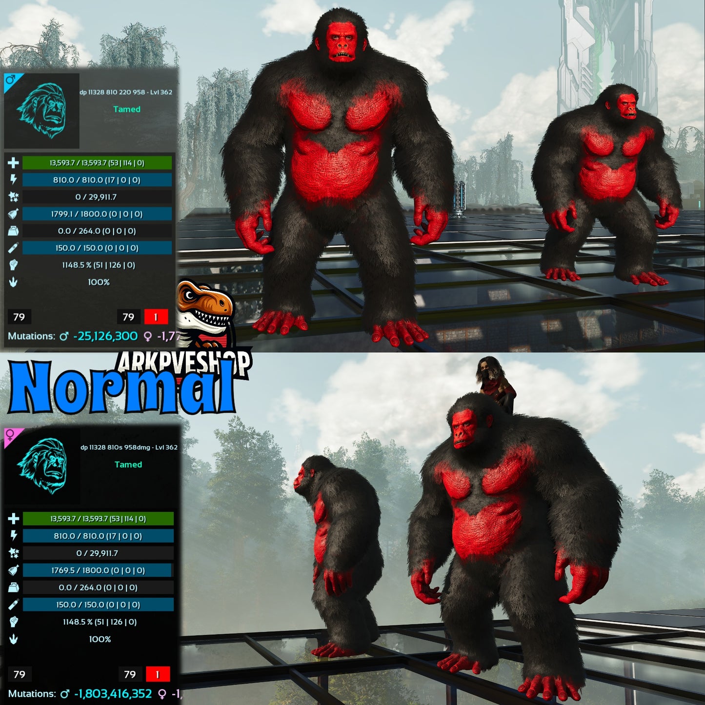 Aberrant or Normal Gigantopithecus