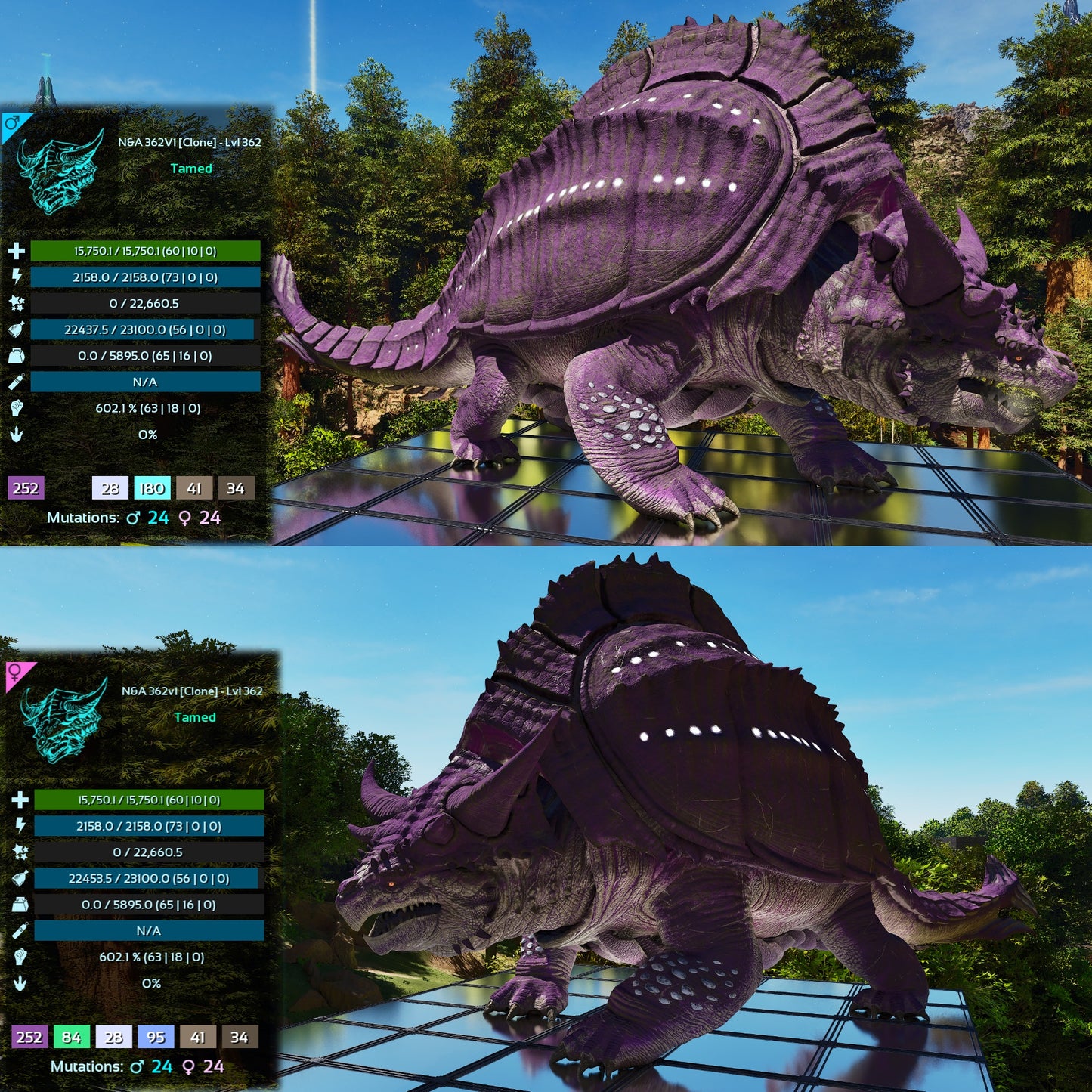 Grand Tortugar Lvl 362