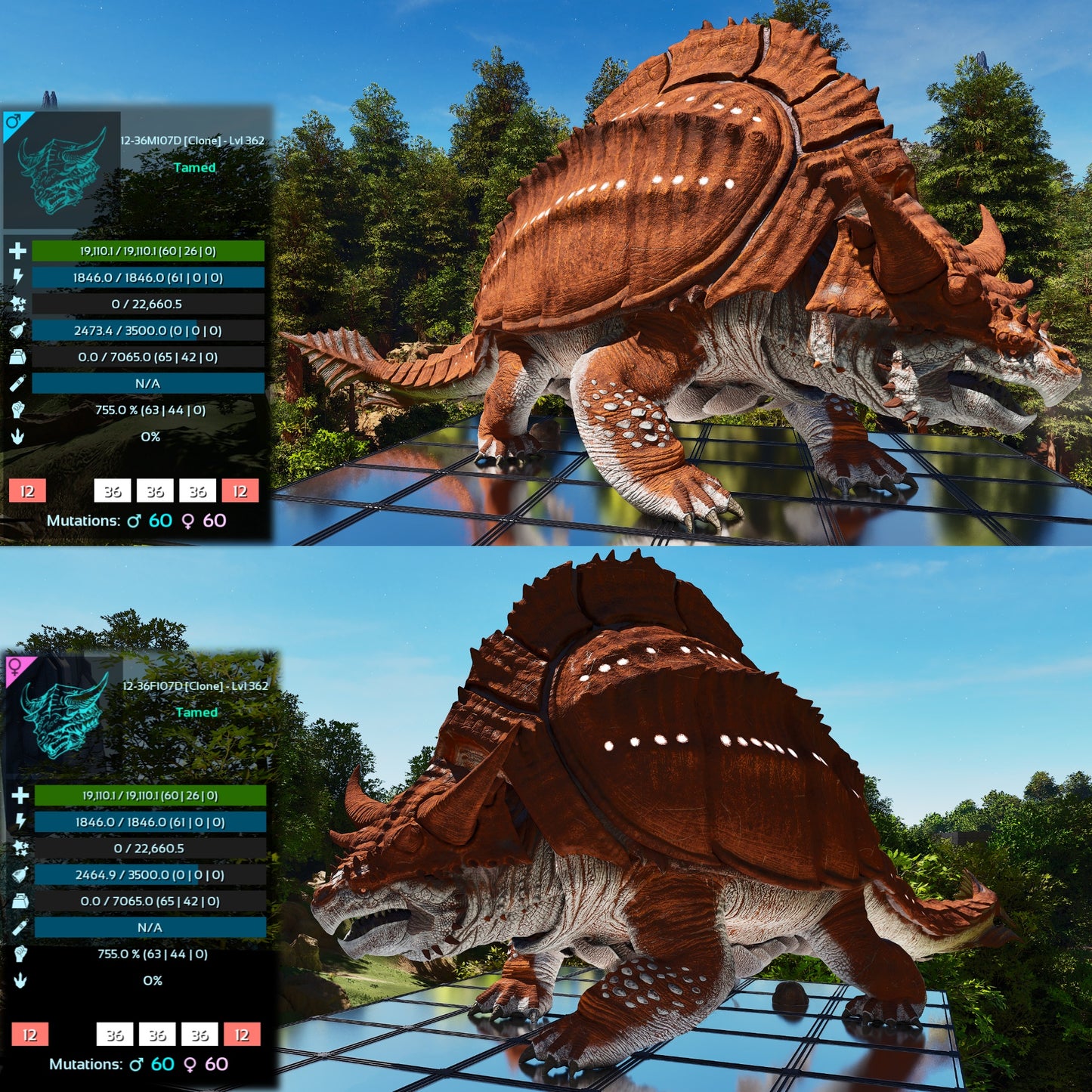 Grand Tortugar Lvl 362