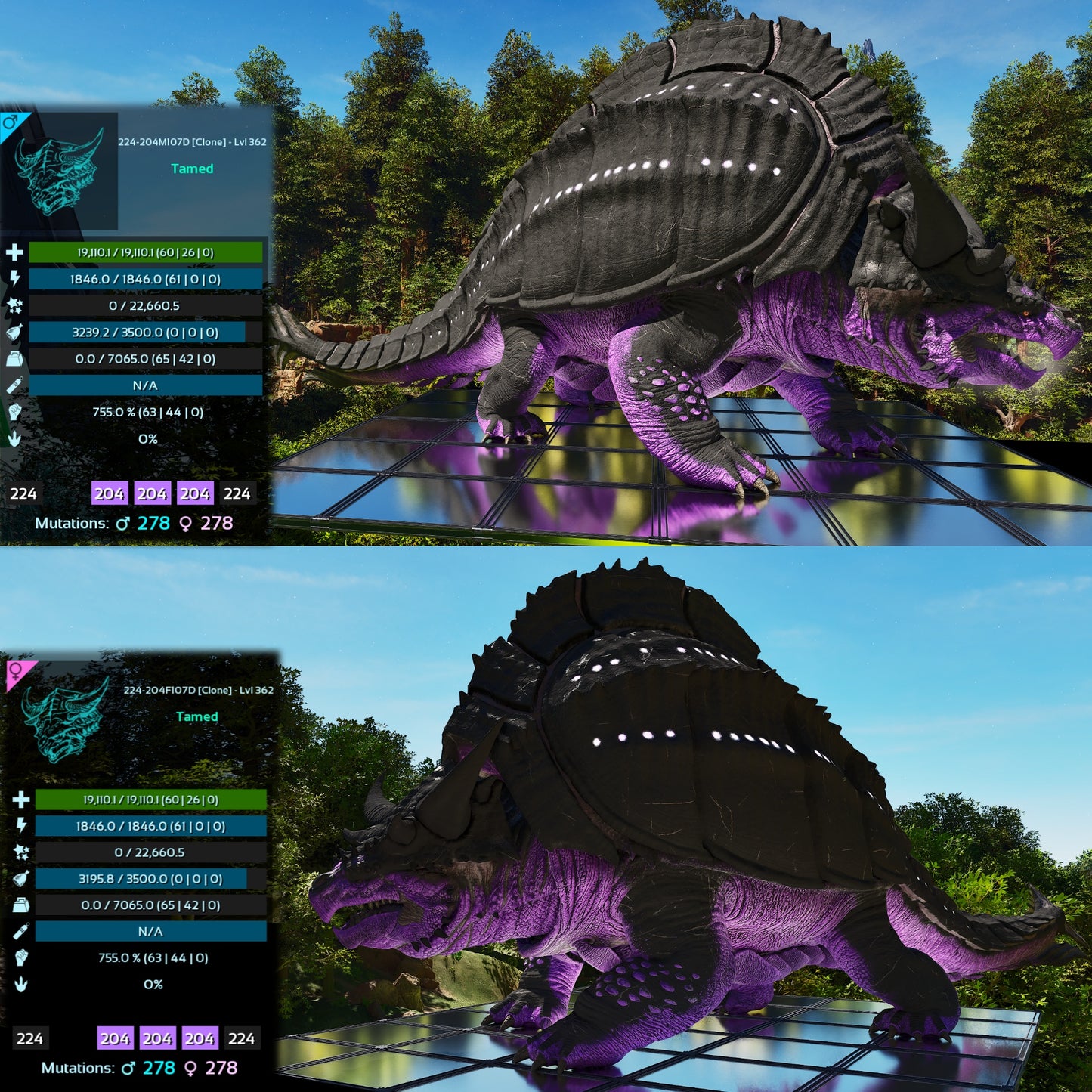 Grand Tortugar Lvl 362