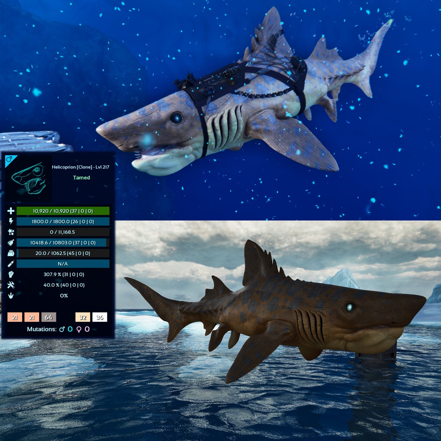 Helicoprion Clone