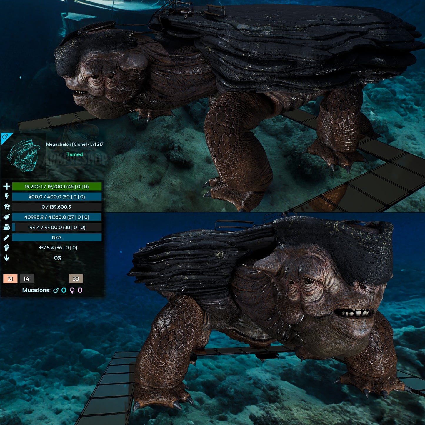 Megachelon Clone