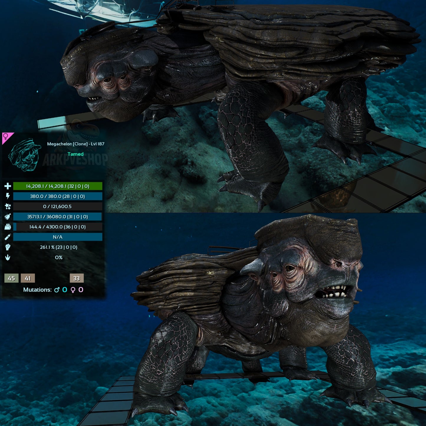 Megachelon Clone