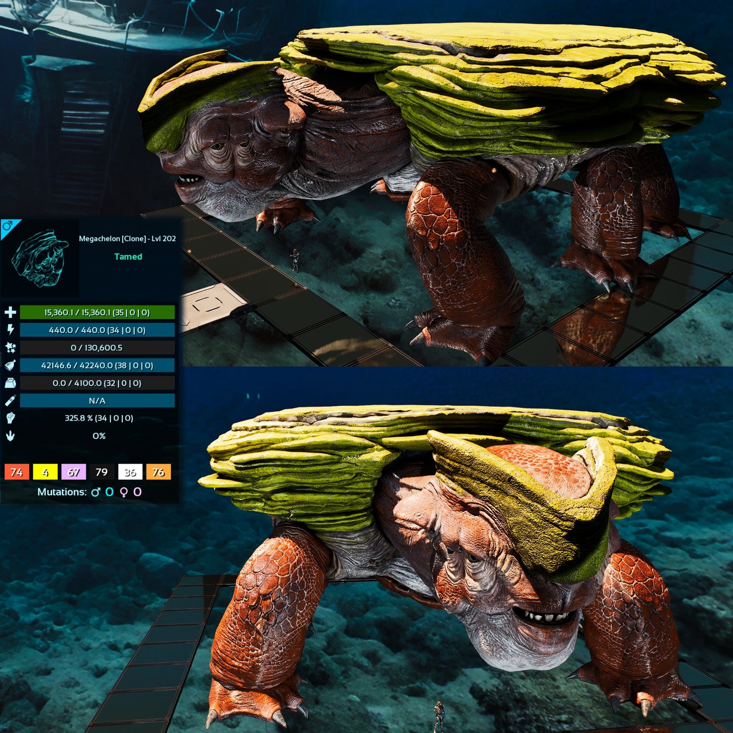 Megachelon Clone